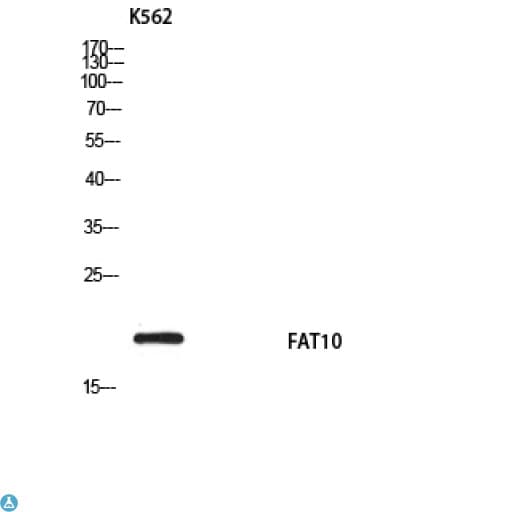 Polyclonal Rabbit anti-Human FAT10 / UBD Antibody (WB)