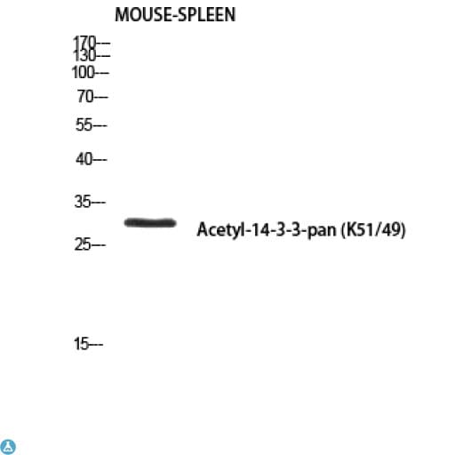 Anti-14-3-3-pan Antibody (Rabbit) Antibody