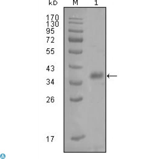 Monoclonal Mouse anti-Human FABP4 / AP2 Antibody (WB)