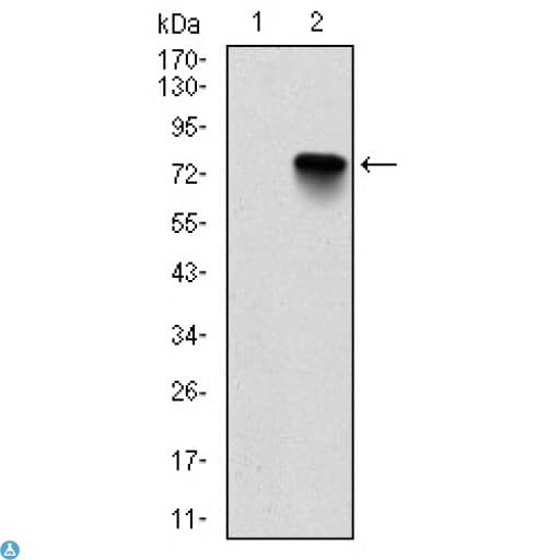 Monoclonal Mouse anti-Human BMI1 / PCGF4 Antibody (IHC, IF, WB)