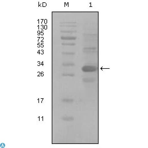 Monoclonal Mouse anti-Human ALCAM / CD166 Antibody (WB)