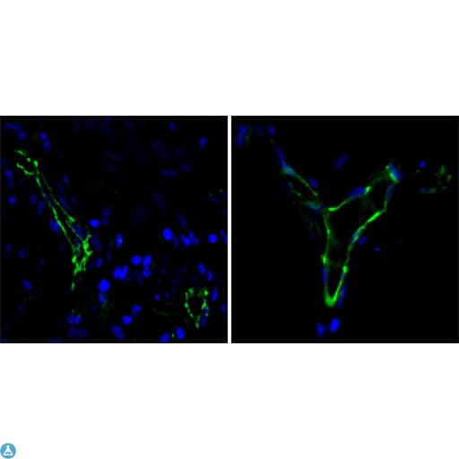 Monoclonal Mouse anti-Human PECAM-1 / CD31 Antibody (IHC, IF, WB)