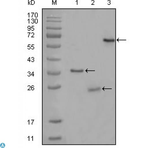 Monoclonal Mouse anti-Human CD33 Antibody (WB)