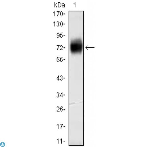 Monoclonal Mouse anti-Human CD38 Antibody (IHC, WB)