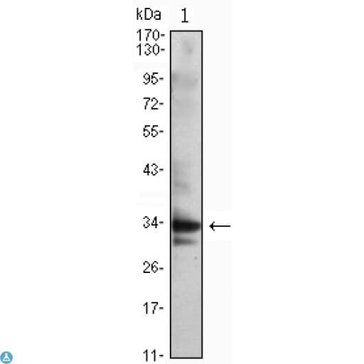 Monoclonal Mouse anti-Human CDK1 / CDC2 Antibody (IF, WB)