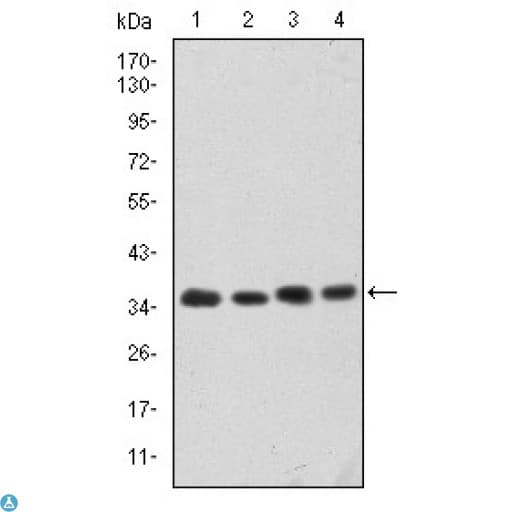 Monoclonal Mouse anti-Human CDK5 Antibody (IHC, IF, WB)