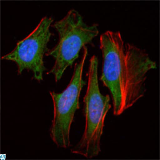 Monoclonal Mouse anti-Human CLOCK Antibody (IF, WB)