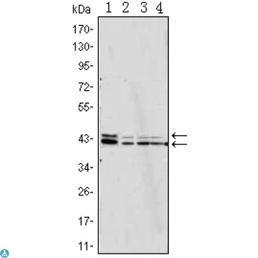 Monoclonal Mouse anti-Human ERK1 + ERK2 Antibody (IHC, WB)