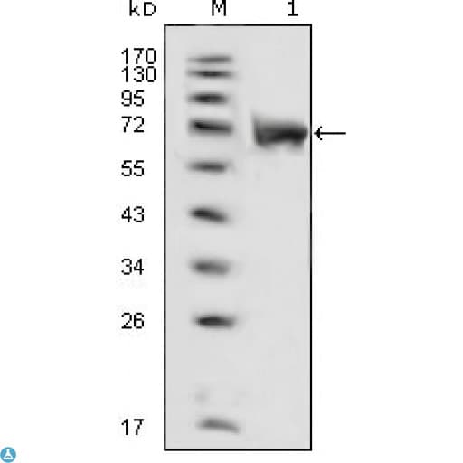 Monoclonal Mouse anti-Human FGFR1 / FGF Receptor 1 Antibody (aa22-376, WB)
