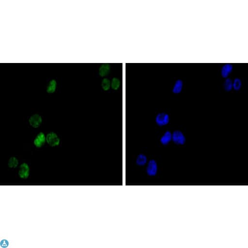Monoclonal Mouse anti-Human GATA1 Antibody (IHC, IF, WB)