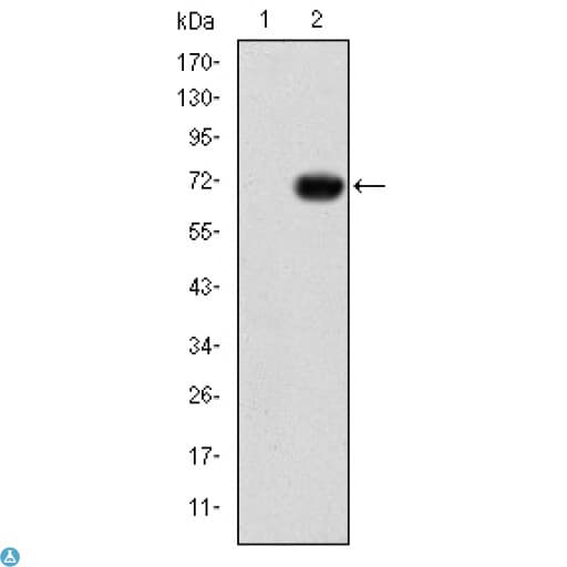 Monoclonal Mouse anti-Human GATA5 Antibody (WB)