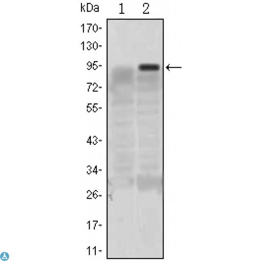 Monoclonal Mouse anti-Human KLF4 Antibody (IHC, IF, WB)
