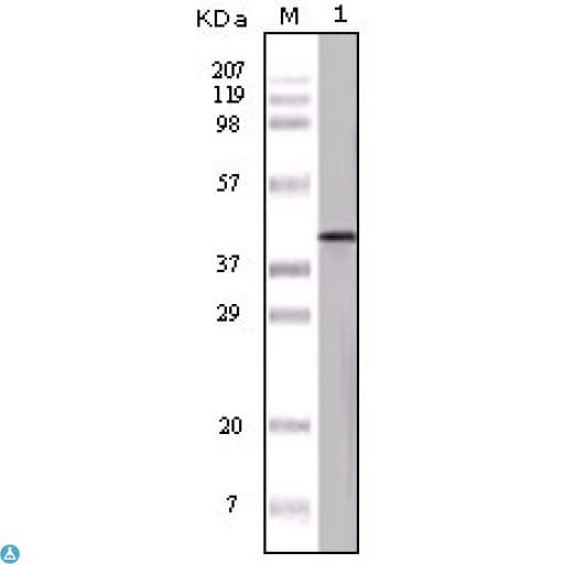 Monoclonal Mouse anti-Human Ovalbumin Antibody (WB)