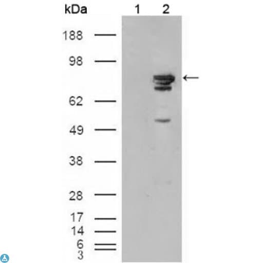 Monoclonal Mouse anti-Human BRAF / B-Raf Antibody (IHC, WB)