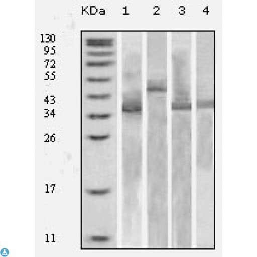 Monoclonal Mouse anti-Human Thioredoxin / TRX Tag Antibody (WB)