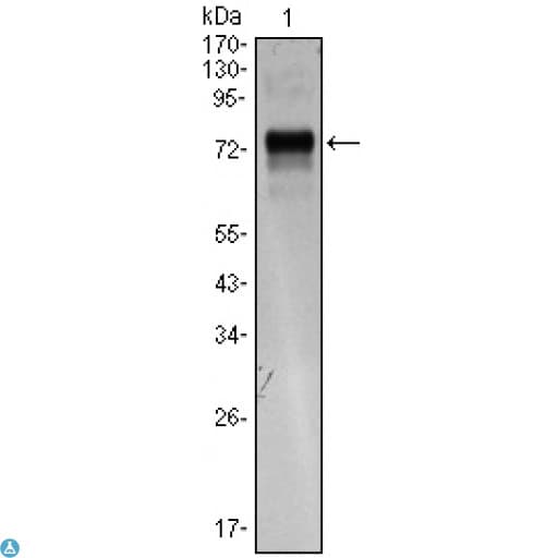 Monoclonal Mouse anti-Human STXBP1 / MUNC18-1 Antibody (WB)