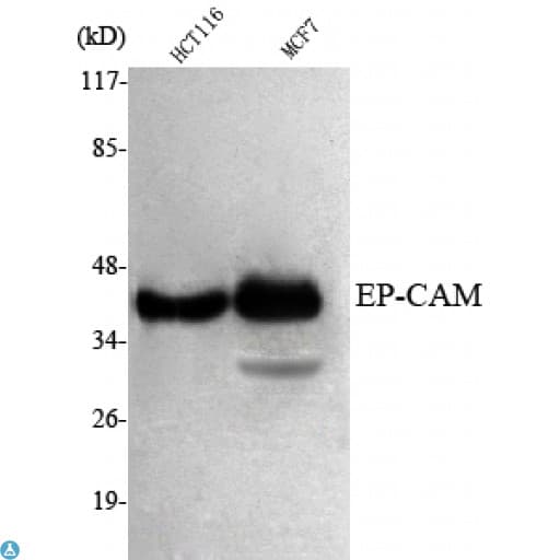 Monoclonal Mouse anti-Human EPCAM Antibody (WB)