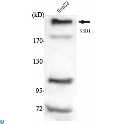 NSD1 Antibody