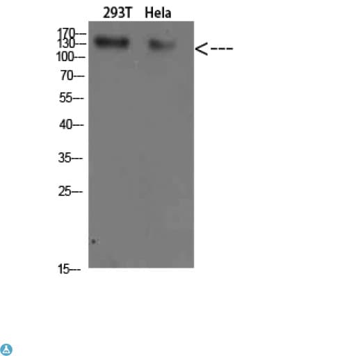 Polyclonal Rabbit anti-Human Collagen I Antibody (WB)