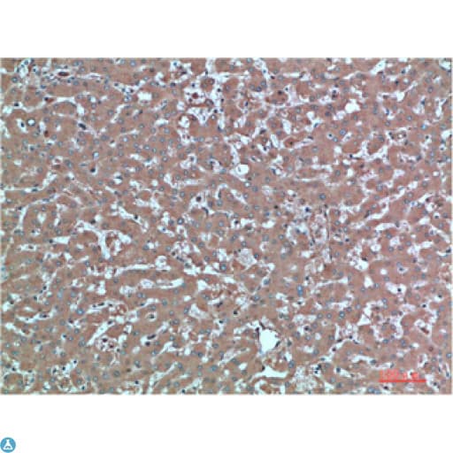 Monoclonal Mouse anti-Human TTR / Transthyretin Antibody (WB)