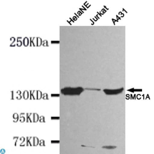 Monoclonal Mouse anti-Human SMC1A / SMC1 Antibody (WB)