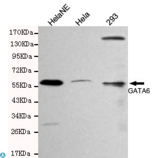 Monoclonal Mouse anti-Human GATA6 Antibody (WB)