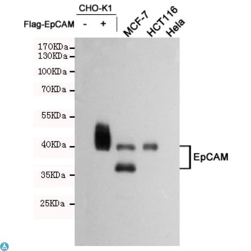 EPCAM Antibody