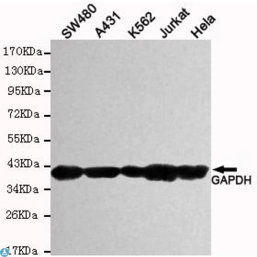 Monoclonal Mouse anti-Human GAPDH Antibody (WB)