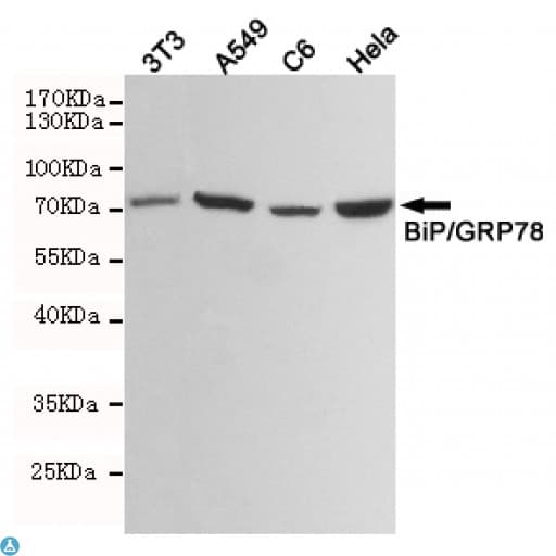 Monoclonal Mouse anti-Human HSPA5 / GRP78 / BiP Antibody (WB)