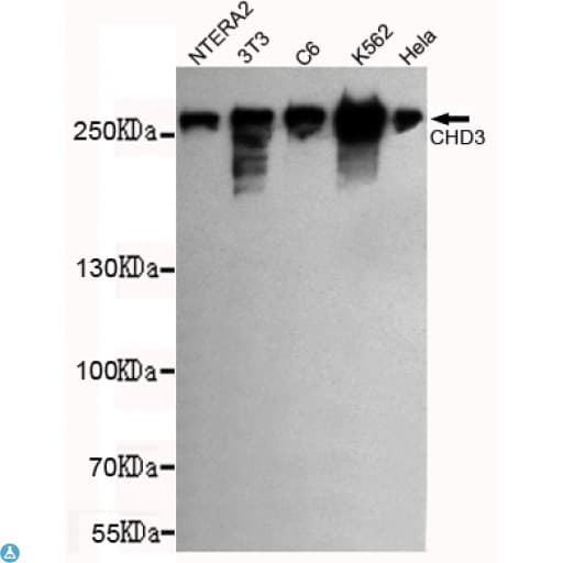 Monoclonal Mouse anti-Human CHD3 Antibody (WB)