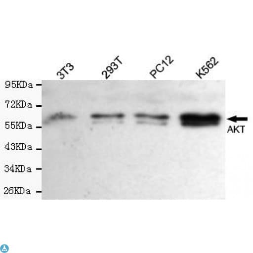 Monoclonal Mouse anti-Human AKT1 Antibody (WB)