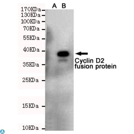 Monoclonal Mouse anti-Human CCND2 / Cyclin D2 Antibody (WB)