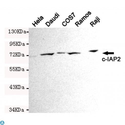 Monoclonal Mouse anti-Human BIRC3 / cIAP2 Antibody (WB)