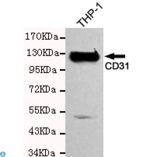 PECAM-1 / CD31 Antibody
