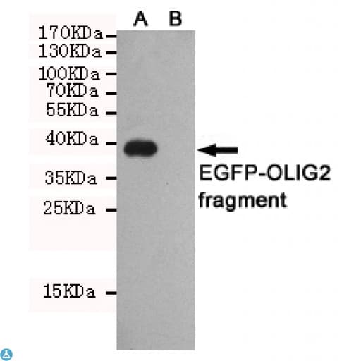 Monoclonal Mouse anti-Human OLIG2 Antibody (WB)