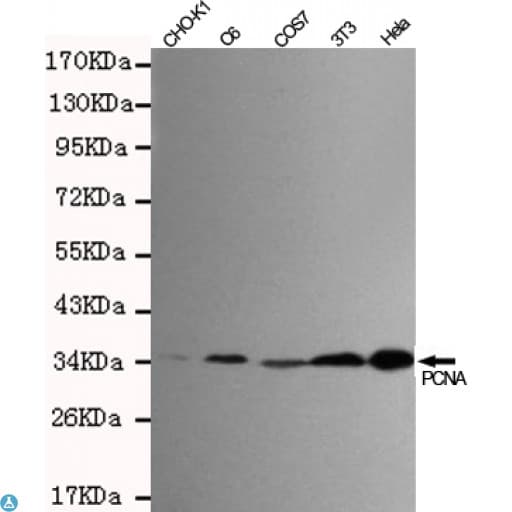 Monoclonal Mouse anti-Human PCNA Antibody (WB)