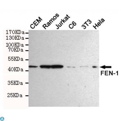 Monoclonal Mouse anti-Human FEN1 Antibody (WB)