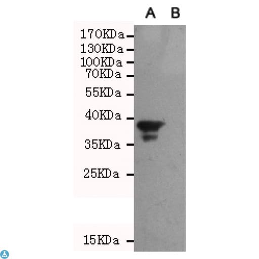 Monoclonal Mouse anti-Human BAG1 / BAG-1 Antibody (WB)