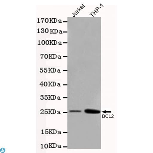 BCL2 / Bcl-2 Antibody