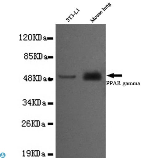 Monoclonal Mouse anti-Human PPARG / PPAR Gamma Antibody (WB)