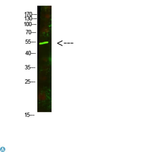 Polyclonal Rabbit anti-Human AVPR1A / V1a Receptor Antibody (WB)