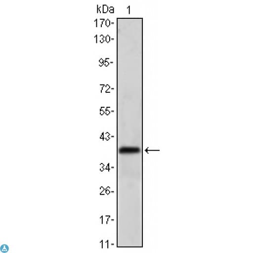 Monoclonal Mouse anti-Human MSI1 / Musashi 1 Antibody (WB)