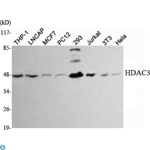 Monoclonal Mouse anti-Human HDAC3 Antibody (WB)