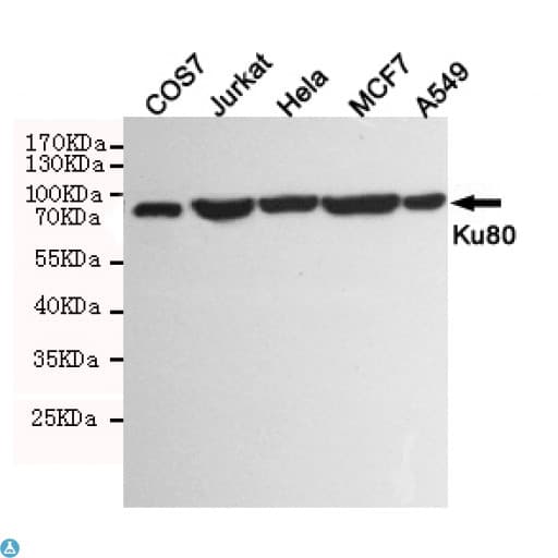 Monoclonal Mouse anti-Human XRCC5 / Ku80 Antibody (WB)