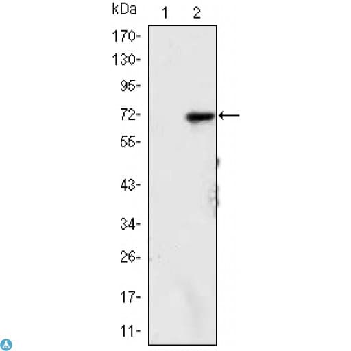 Monoclonal Mouse anti-Human KDM4A / JHDM3A / JMJD2A Antibody (IHC, IF, WB)