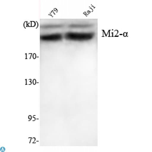 Monoclonal Mouse anti-Human CHD3 Antibody (IHC, IF, WB)