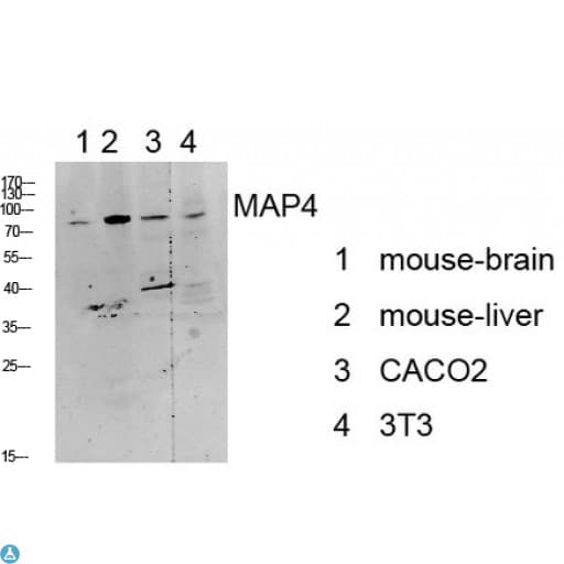 Polyclonal Rabbit anti-Human MAP4 Antibody (WB)