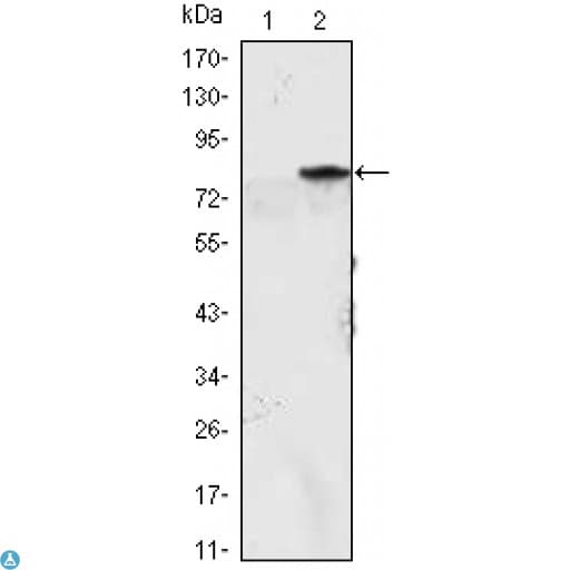 Monoclonal Mouse anti-Human MYOD / MYOD1 Antibody (WB)
