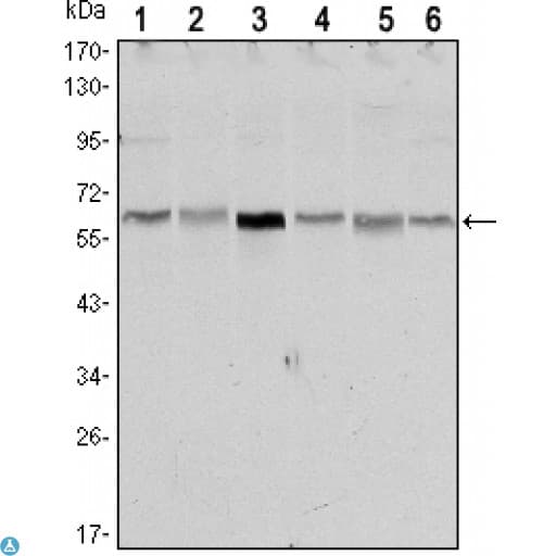 Monoclonal Mouse anti-Human STK11 / LKB1 Antibody (WB)