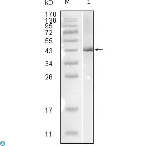 Monoclonal Mouse anti-Human Influenza B Nucleoprotein Antibody (WB)
